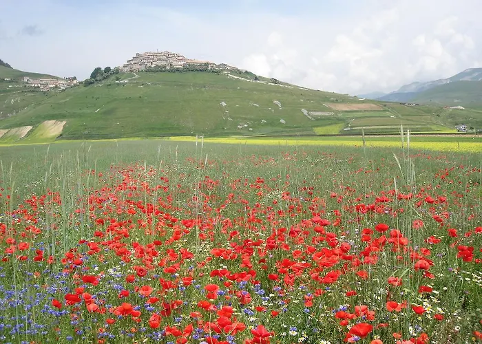 Vega 3* بيرودجا